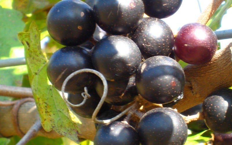 Lane Muscadine Grape Vine (Self Fertile) - 1 Gallon Pot