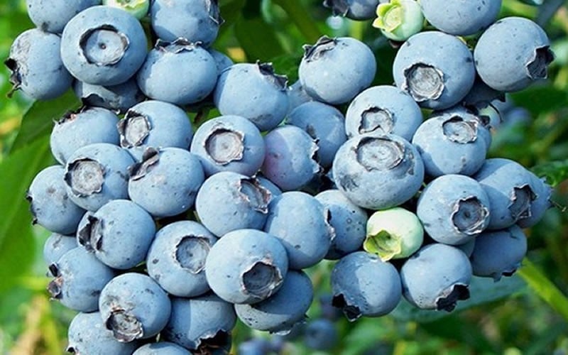 Powderblue Rabbiteye Blueberry - 1 Gallon Pot