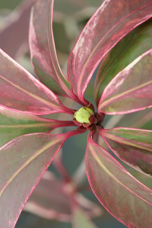 Pink Frost Florida Anise - Illicium Floridanum - 1 Gallon Pot