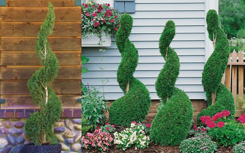 Emerald Green Arborvitae Spiral Topiary - 7 Gallon Pot