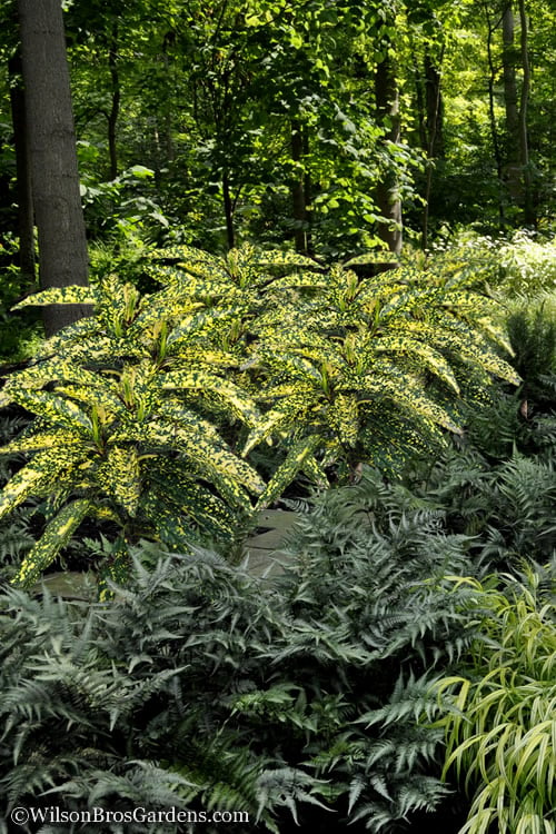 Hosoba Hoshifu Variegated Aucuba (Japanese Laurel) - 1 Gallon Pot