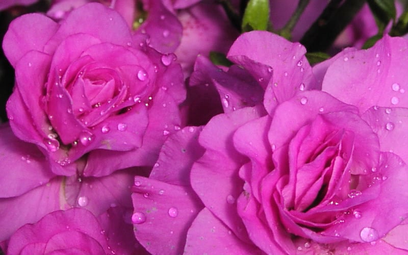 Amelia Rose Azalea - 3 Gallon Pot