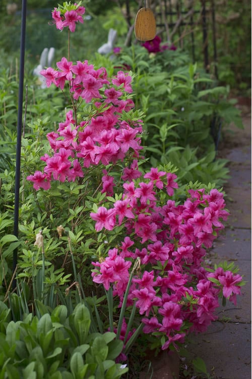 Orchid Showers Deja Bloom Azalea - 1 Gallon Pot