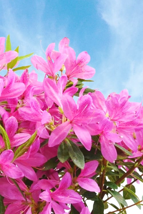 Pink Ribbons Deja Bloom Azalea - 1 Gallon Pot