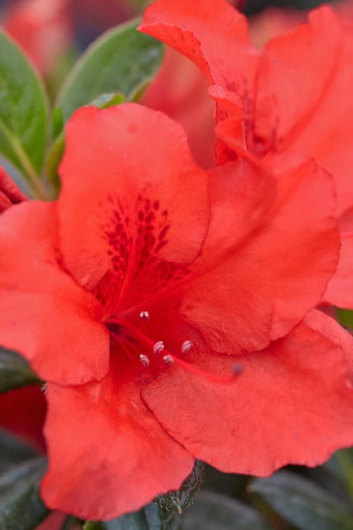 Red Tiara Deja Bloom Azalea - 1 Gallon Pot