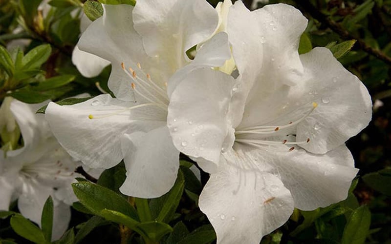 Autumn Angel Encore Azalea - 1 Gallon Pot
