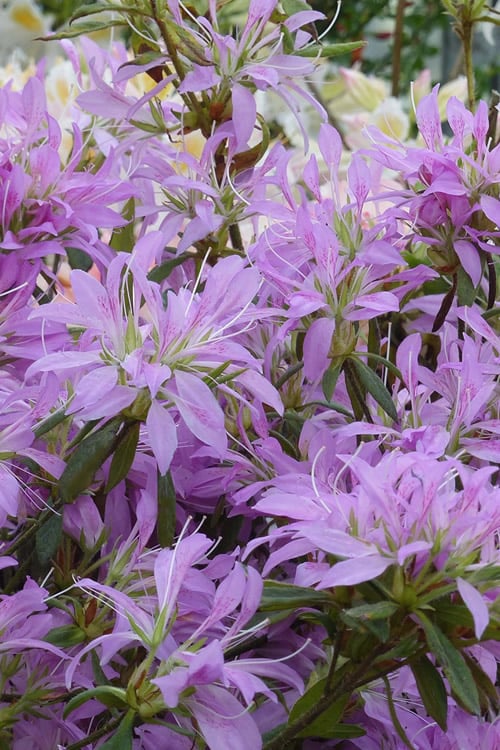 Koromo Shikibu Purple Spider Azalea - 3 Gallon Pot