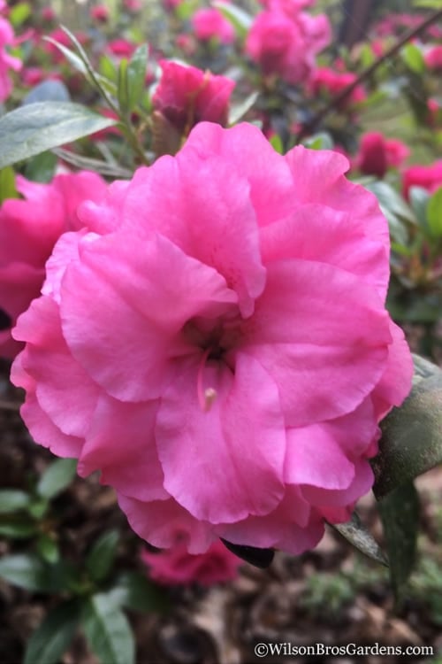 Rosebud Azalea - 3 Gallon Pot