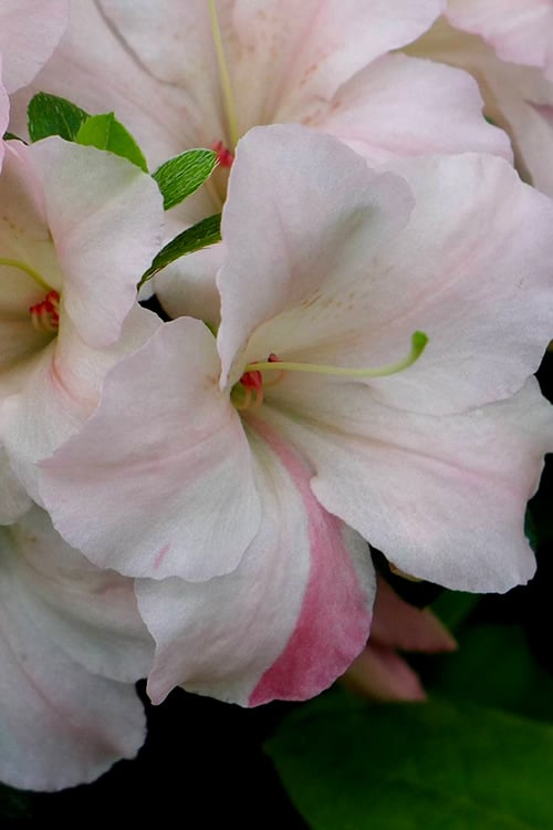 Sir Robert Dwarf Azalea - 6 Pack Of 1 Gallon Pots
