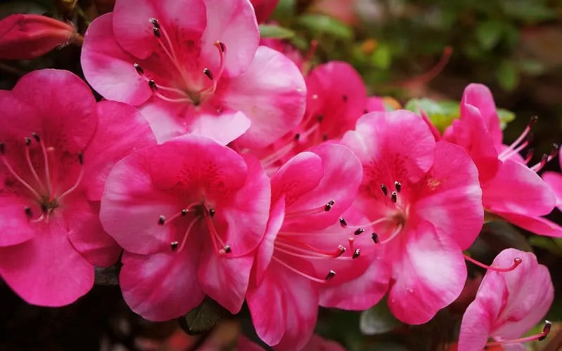 Kobai #2 Azalea - 3 Gallon Pot