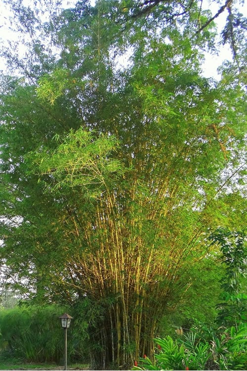 Golden Fishpole Bamboo - Phyllostachys Aurea - 3 Gallon Pot (4-6')