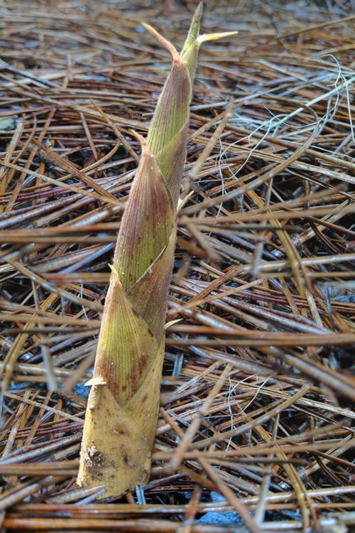 Sweet Shoot Bamboo - Phyllostachys Dulcis - 3 Gallon Pot