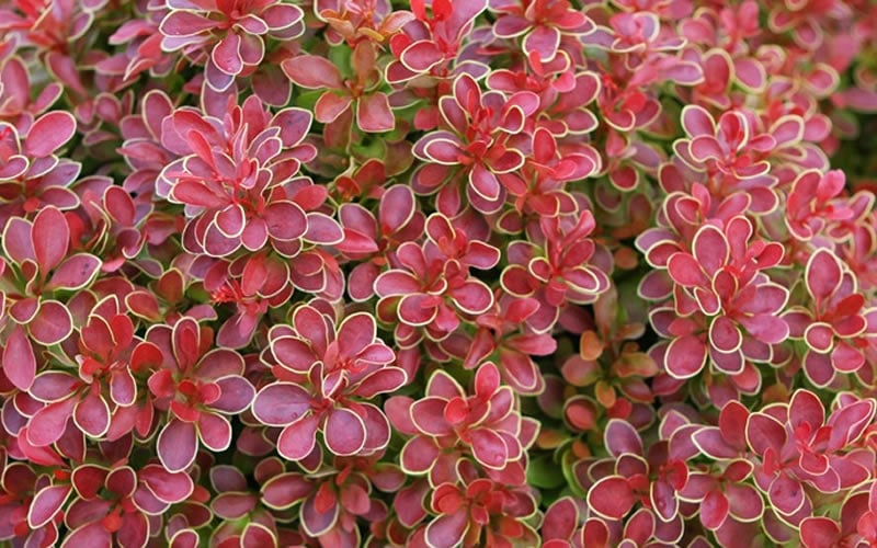 Admiration Barberry - 1 Gallon Pot