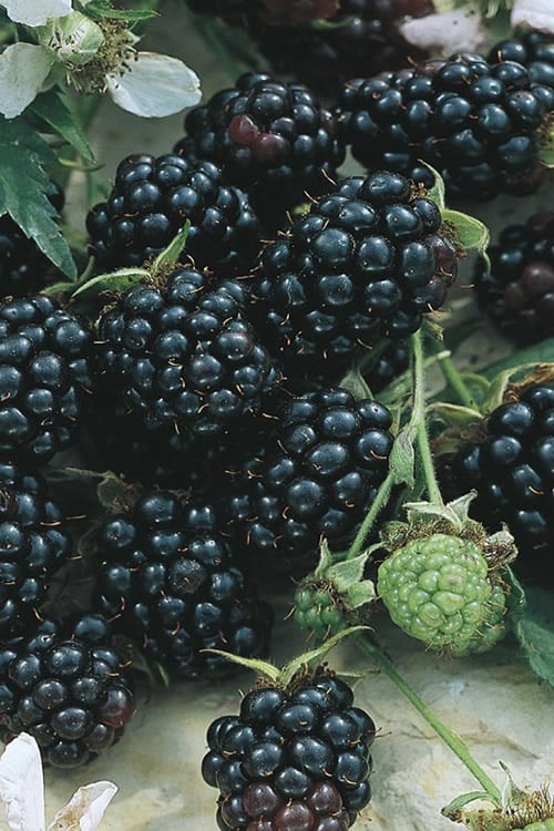 Apache Thornless Blackberry - 2 Gallon Pot