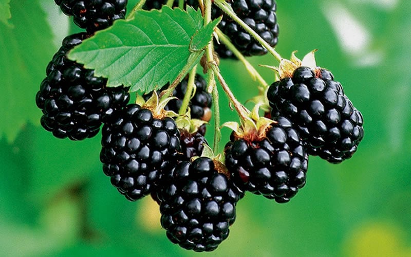 Navaho Thornless Blackberry - 1 Gallon Pot