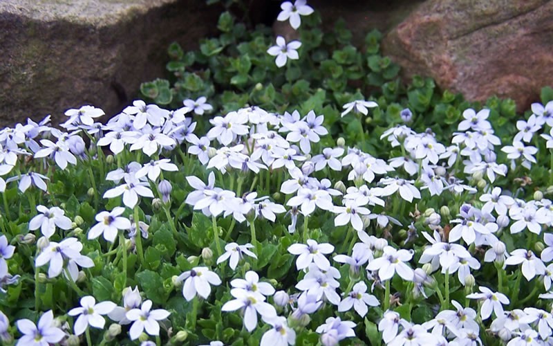 Blue Star Creeper (Laurentia Fluviatilis) - 18 Pack Of Pint Pots