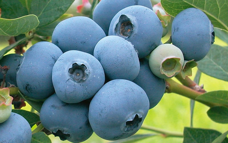 Takes The Cake Rabbiteye Blueberry Bush - 1 Gallon Pot