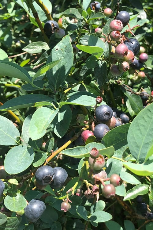 Titan Blueberry - 7 Gallon Pot