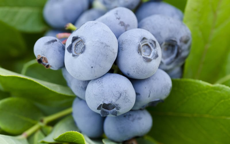 Woodard Rabbiteye Blueberry - 1 Gallon Pot