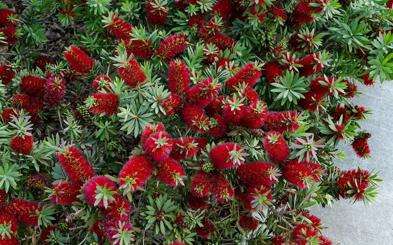Little John Dwarf Red Bottlebrush (Callistemon Citinus) - 1 Gallon Pot