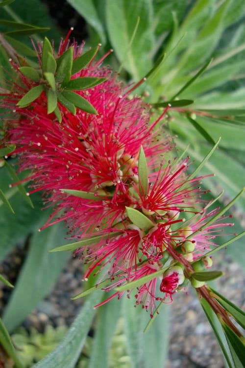 Woodlanders Cold Hardy Red Bottlebrush - Callistemon - 3 Gallon Pot