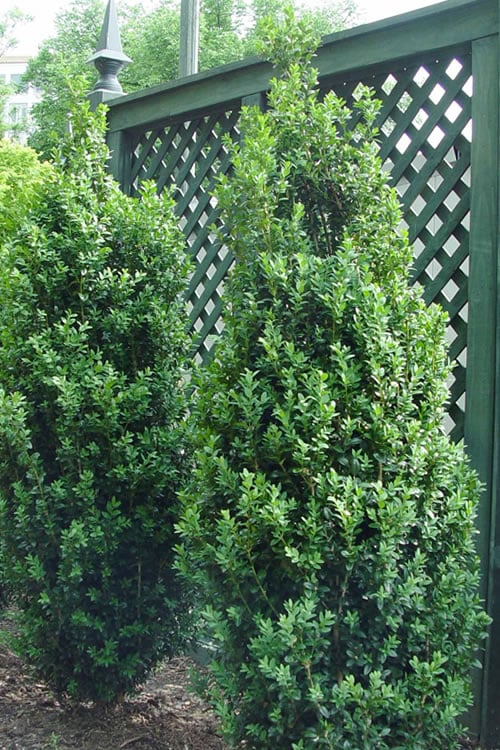 Dee Runk Columnar Boxwood - 3 Gallon Pot