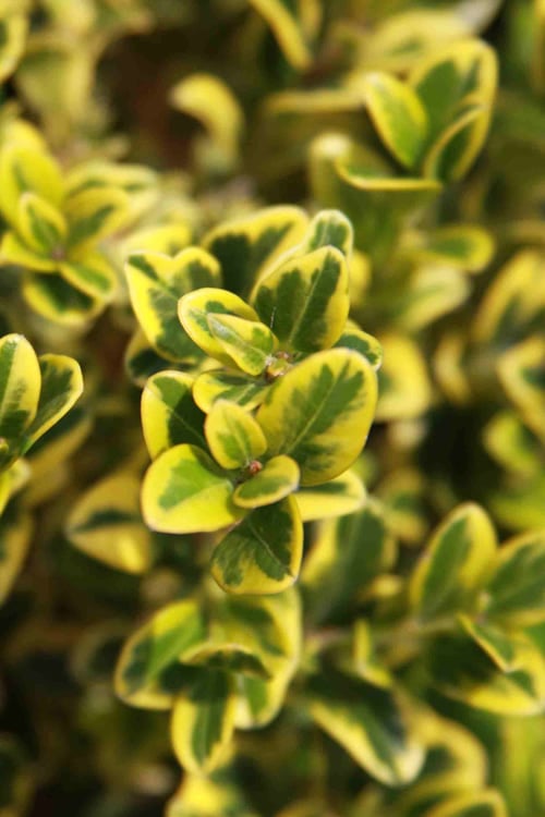Golden Triumph Variegated Dwarf Boxwood - 3 Gallon Pot