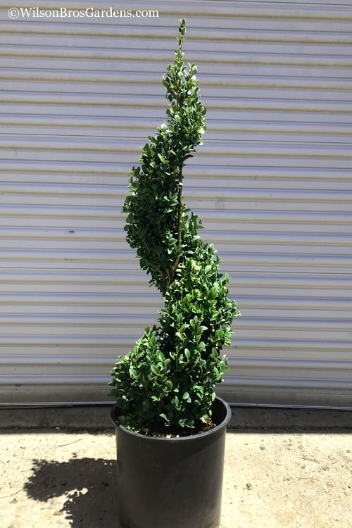 Common Boxwood Spiral Topiary - 5 Gallon Pot