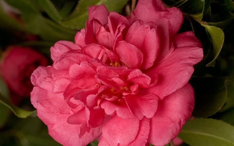 Alabama Beauty Camellia Sasanqua - 2.5 Quart Pot