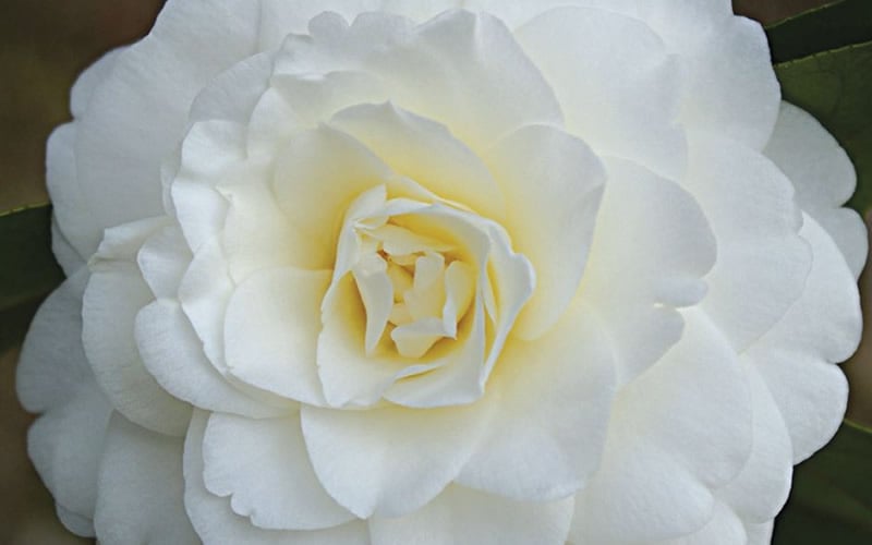 Alba Plena Camellia Japonica - 3 Gallon Pot