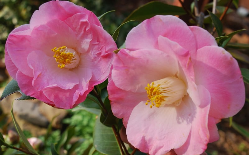 April Remembered Cold Hardy Pink Camellia Japonica - 1 Gallon Pot