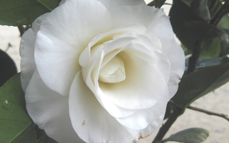 April Snow Camellia Japonica - 1 Gallon Pot