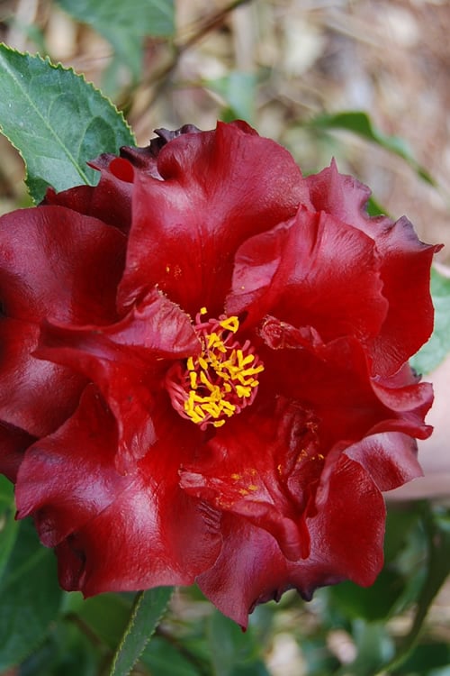 Black Magic Camellia Japonica - 3 Gallon Pot