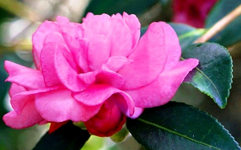 Chansonette Dwarf Weeping Camellia Sasanqua - 3 Gallon Pot
