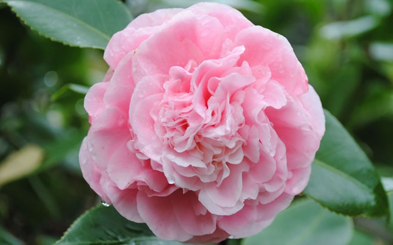 Debutante Pink Camellia Japonica - 3 Gallon Pot