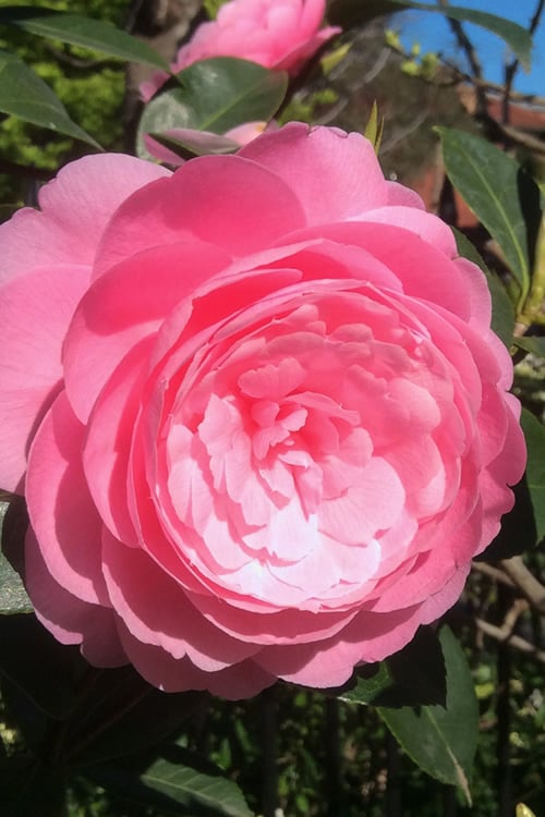 E.G. Waterhouse Camellia - Williamsii Hybrid - 1 Gallon Pot