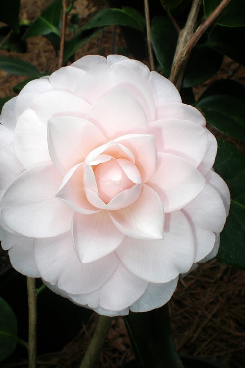 Goggy Camellia Japonica - 1 Gallon Pot