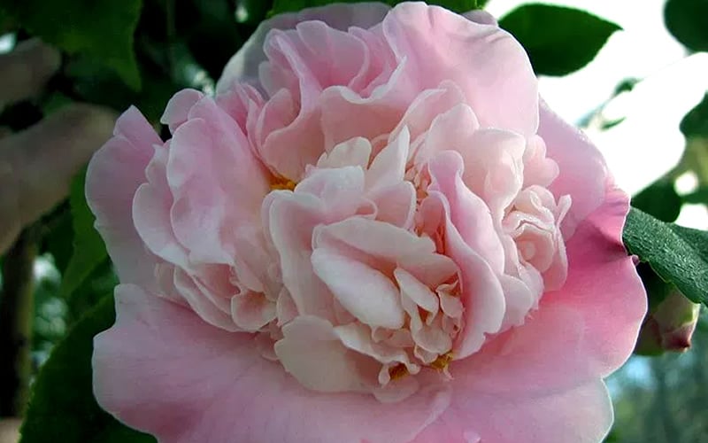 High Fragrance Camellia Hybrid - 3 Gallon Pot
