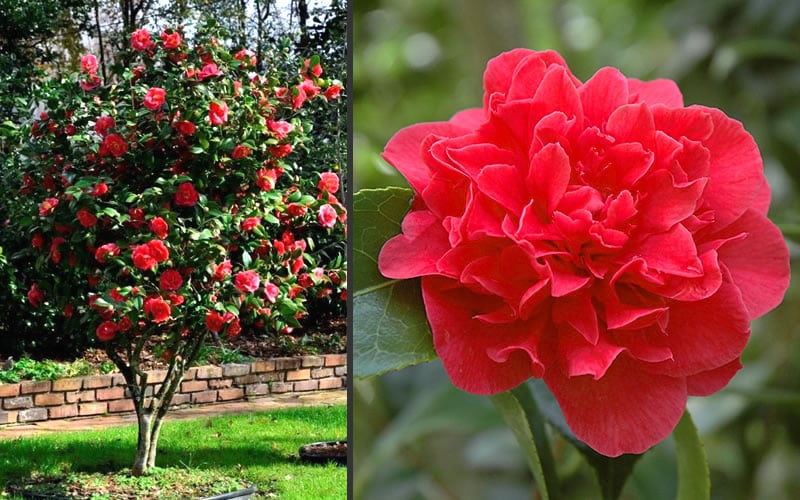 Kramers Supreme Red Double Camellia Japonica - 2 Gallon Pot