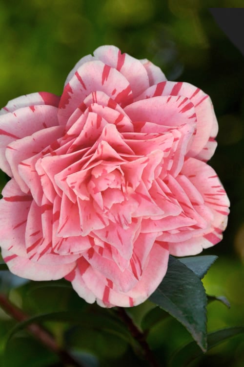 Les Marbury Camellia Japonica - 1 Gallon Pot