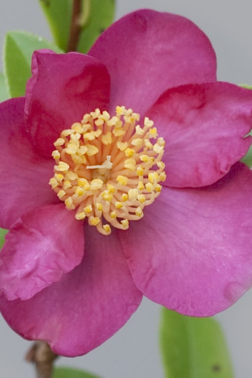 Nokorika Fragrant Purple Camellia - 1 Gallon Pot