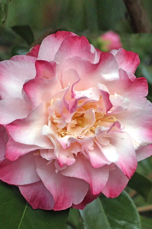 Nuccio's Jewel Camellia Japonica - 1 Gallon Pot
