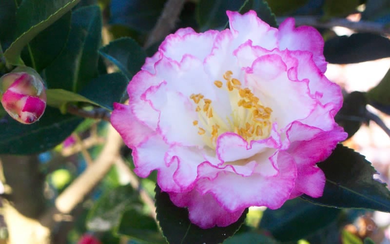 October Magic Inspiration Camellia - 3 Gallon Pot