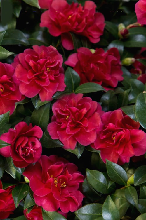 October Magic Ruby Camellia - 2 Gallon Pot