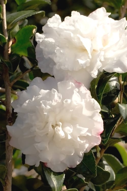 October Magic Snow Camellia - 3 Gallon Pot