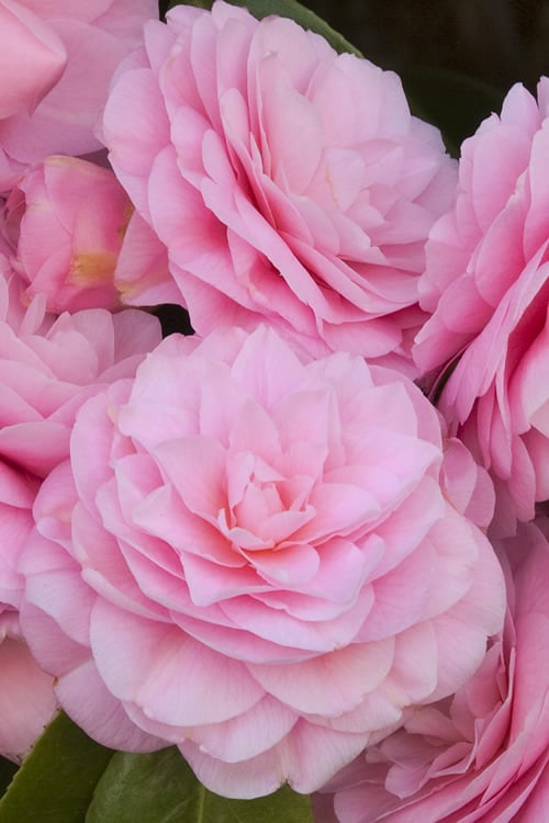 Pearl Maxwell Camellia Japonica - 3 Gallon Pot