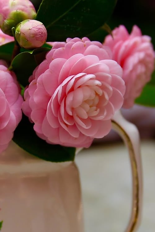 Pink Perfection Camellia Japonica - 7 Gallon Pot (3-4')