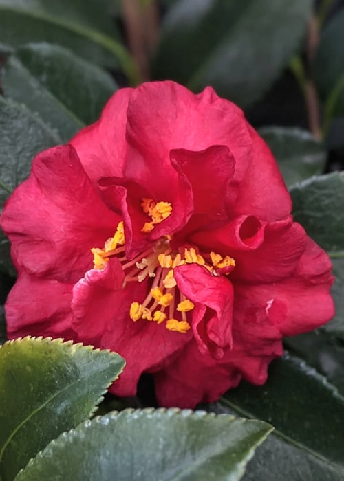 Reverend Ida Red ShiShi Gashira Dwarf Camellia Sasanqua - 1 Gallon Pot
