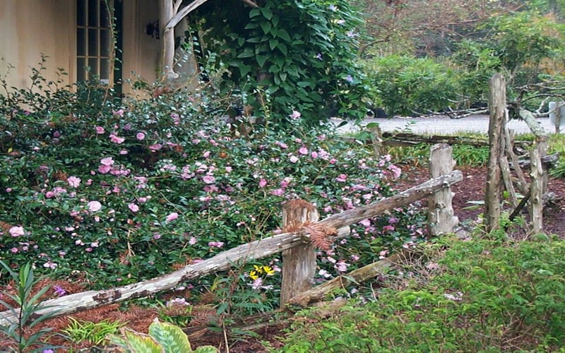 Sarrel Dwarf Camellia Sasanqua - 3 Gallon Pot