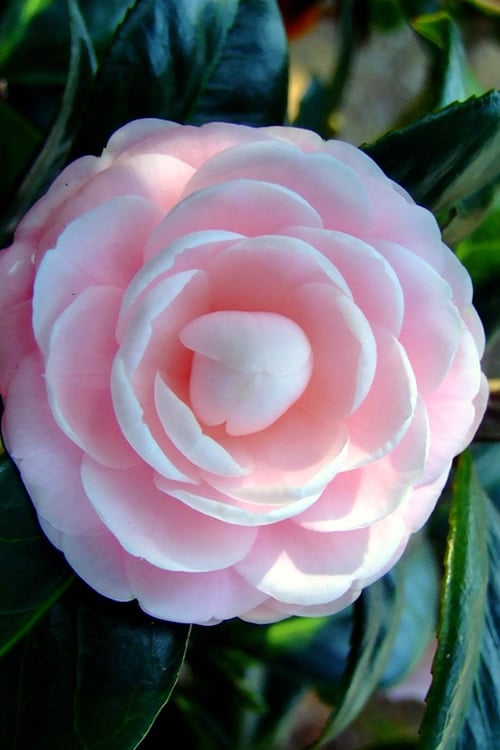Winter's Rose Cold Hardy Dwarf Camellia - 3 Gallon Pot